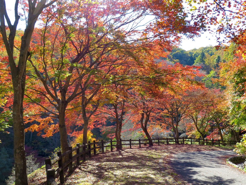 モミジ紅葉情報　11月14日（日）現在 見頃