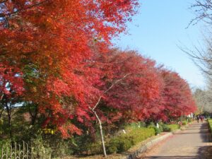 2021年11月17日