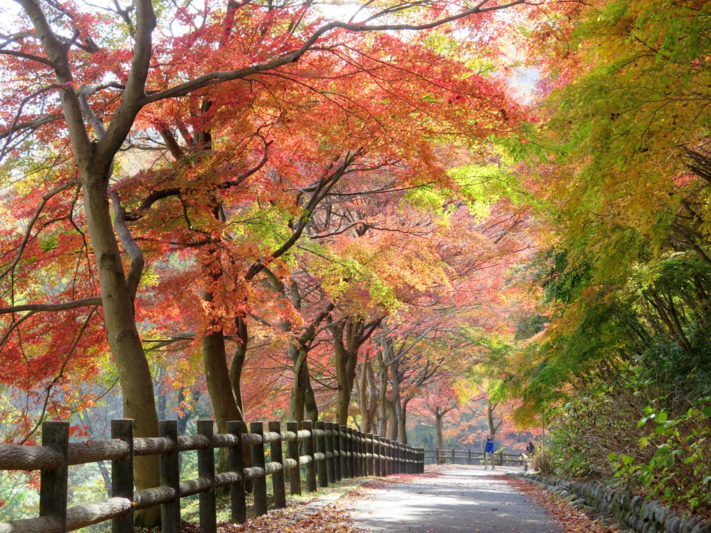 モミジ紅葉情報　11月21日（日）現在 見頃