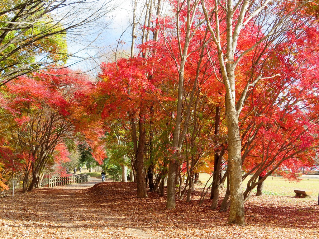 モミジ紅葉情報　11月27日（土）現在 ほぼ終了