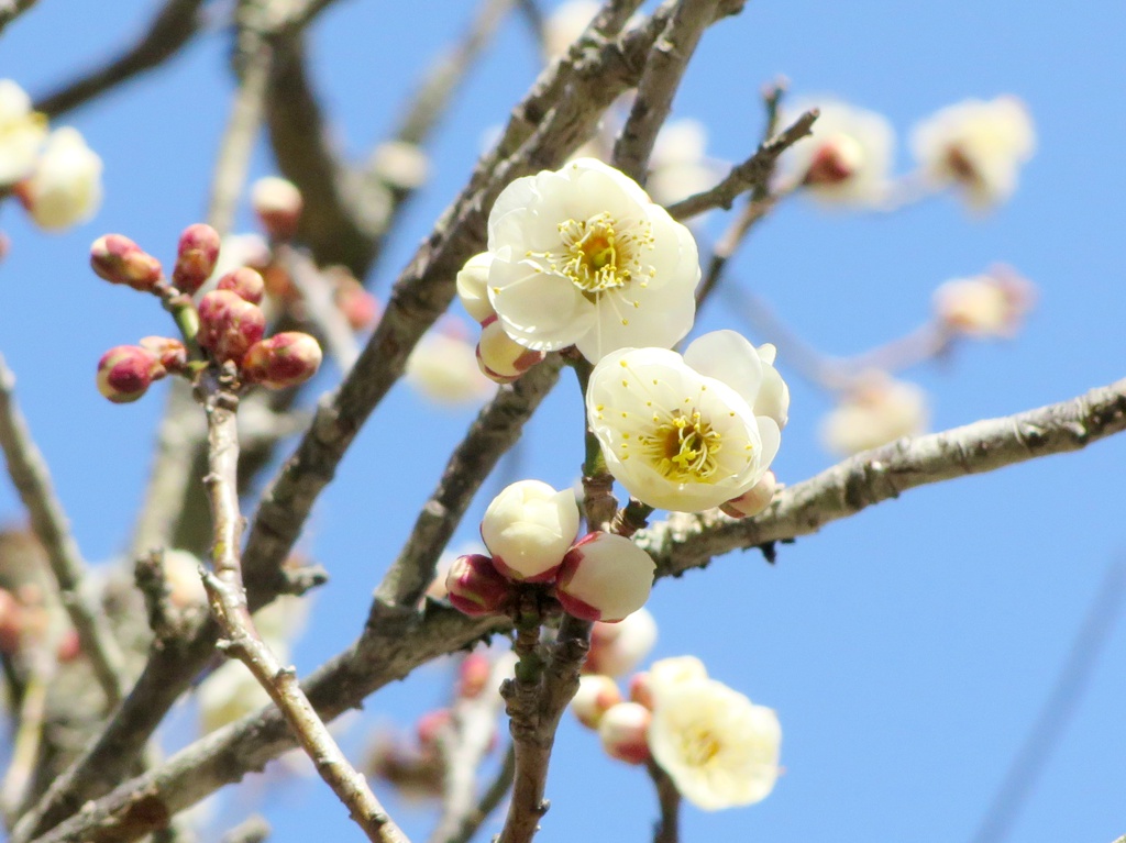 梅園　開花情報　３月１日（晴）