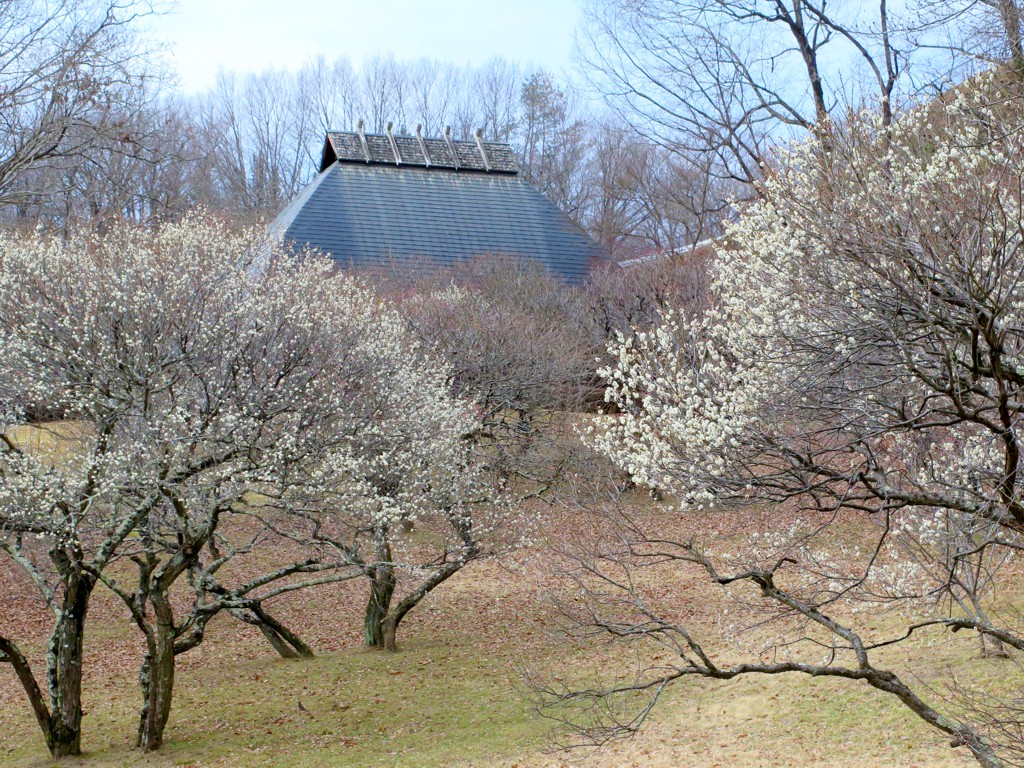 梅園　開花情報　３月８日（曇）