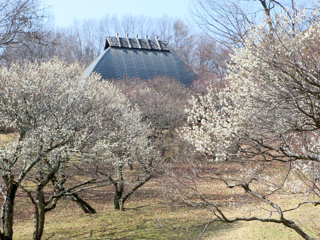 梅園　開花情報　３月１１日（晴）