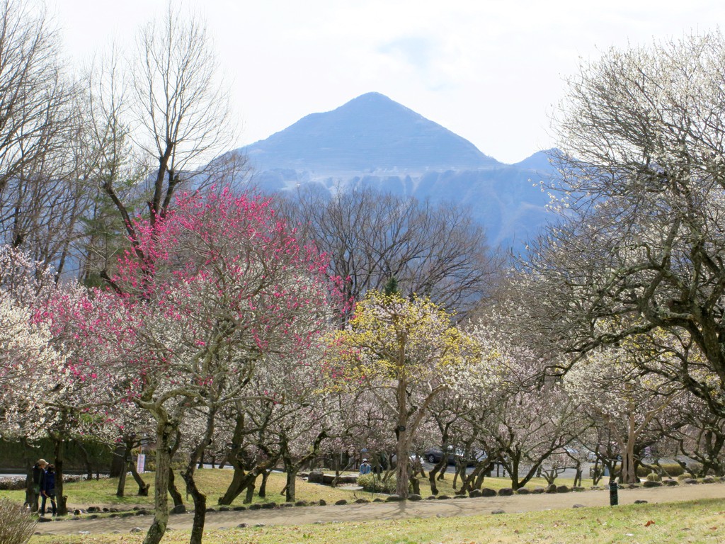 梅園　開花情報　３月２１日（晴れ）