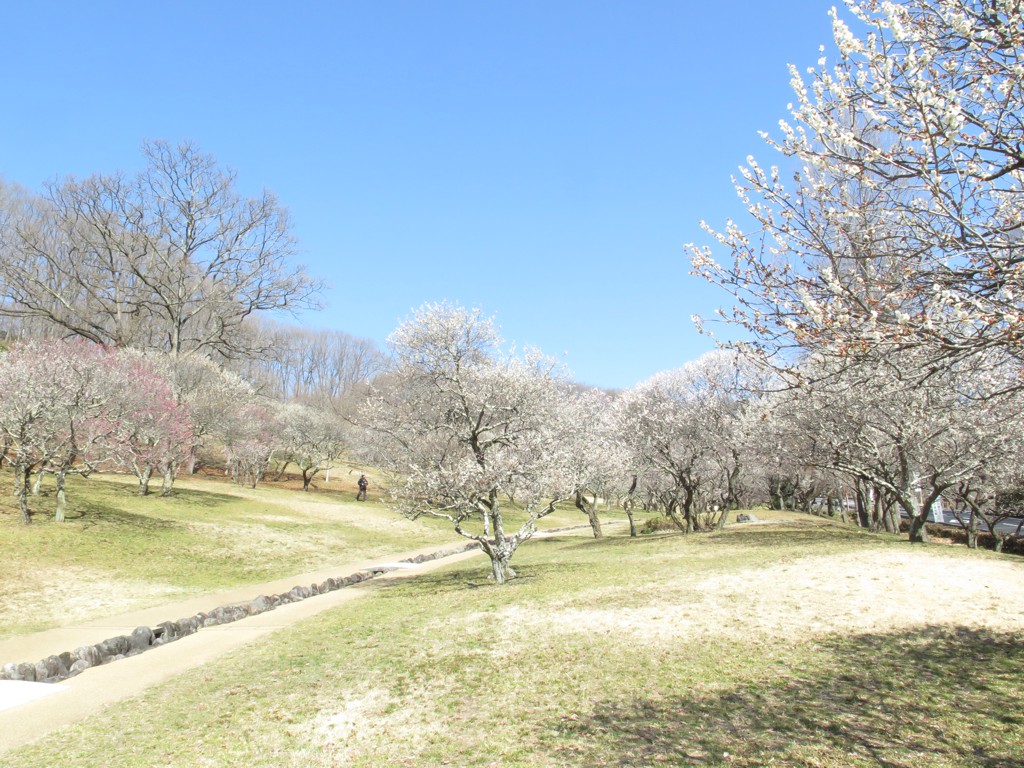 梅園　開花情報　３月２4日（晴れ）