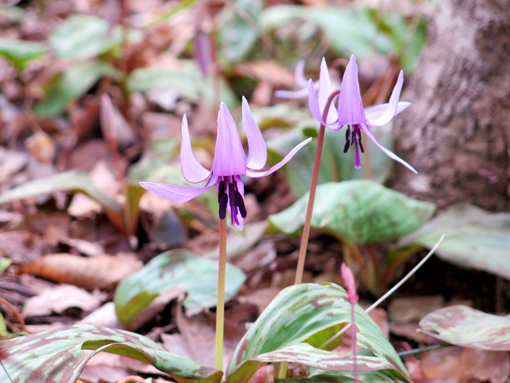 カタクリの開花状況　３月２４日（晴）咲き始め