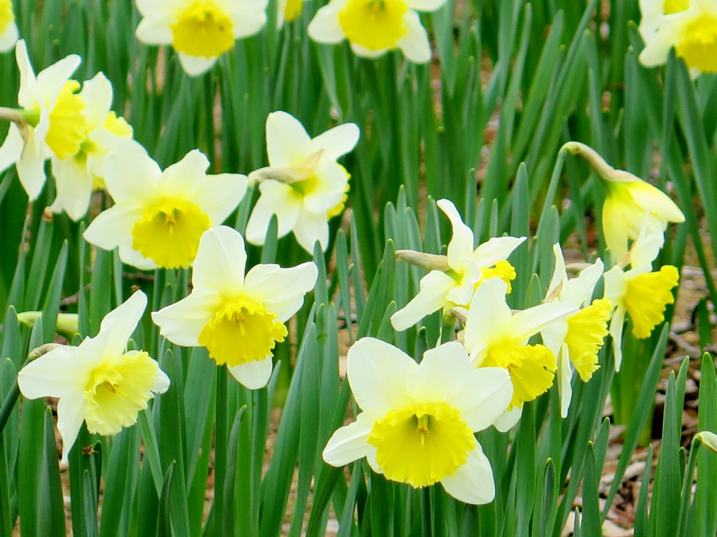 スイセンの開花状況　３月２６日（１分）