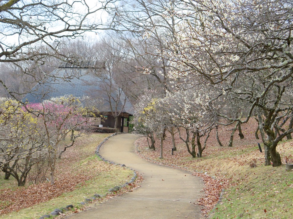 梅園　開花情報　３月２６日（曇り）