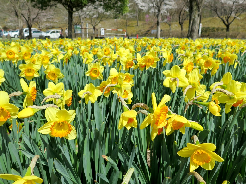 スイセンの開花状況　４月６日（６分）