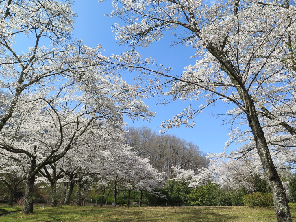 桜の開花状況　4月６日（晴）満開
