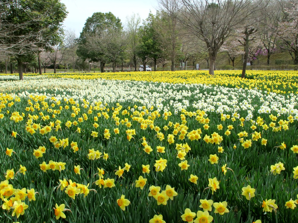 スイセンの開花状況　４月11日（満開）