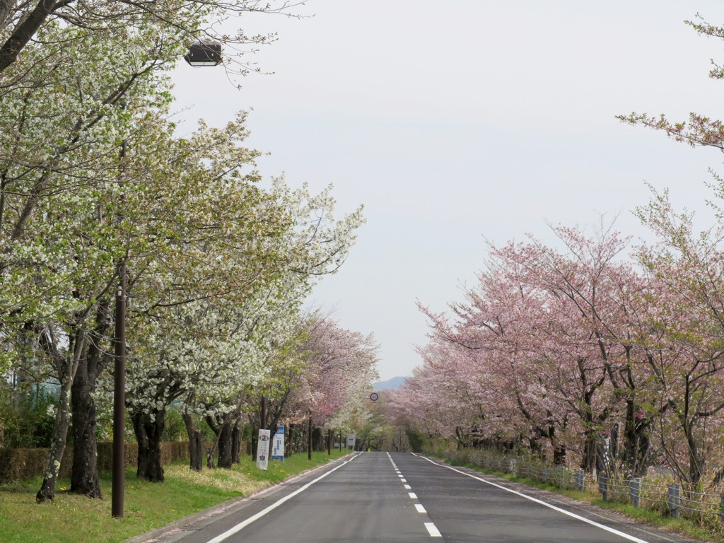 桜の開花状況　4月11日（晴）終わり際