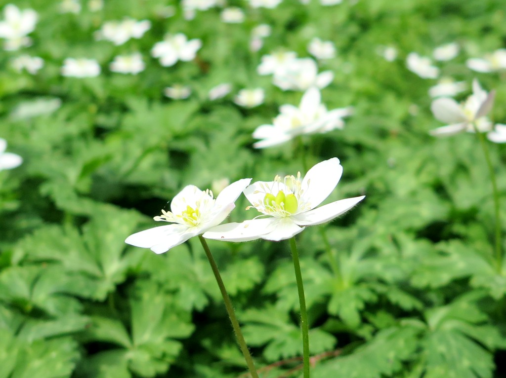 ニリンソウの開花状況　４月11日（晴れ）見頃（カタクリは終了しました）