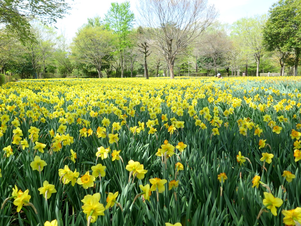 スイセンの開花状況　４月17日（終わり際）