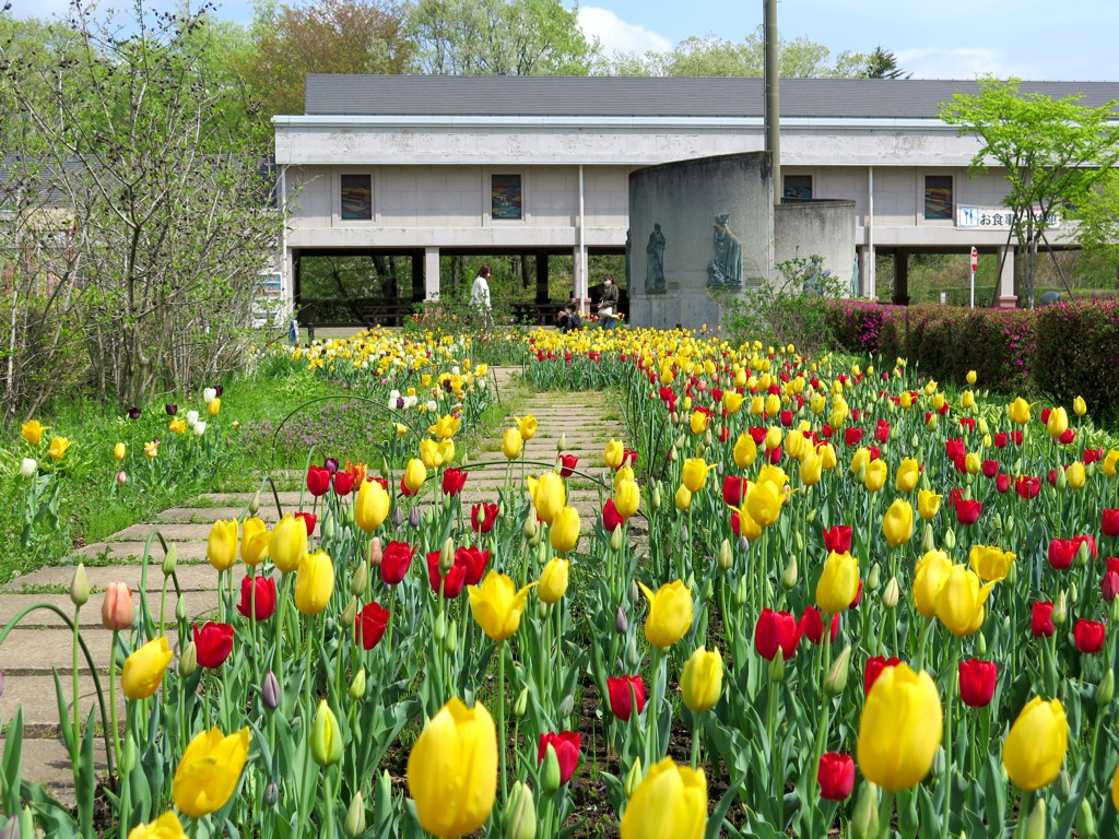 チューリップ開花状況 ４月１７日　見頃