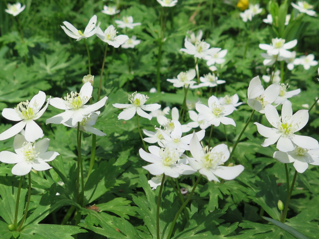 ニリンソウの開花状況　４月11日（晴れ）見頃