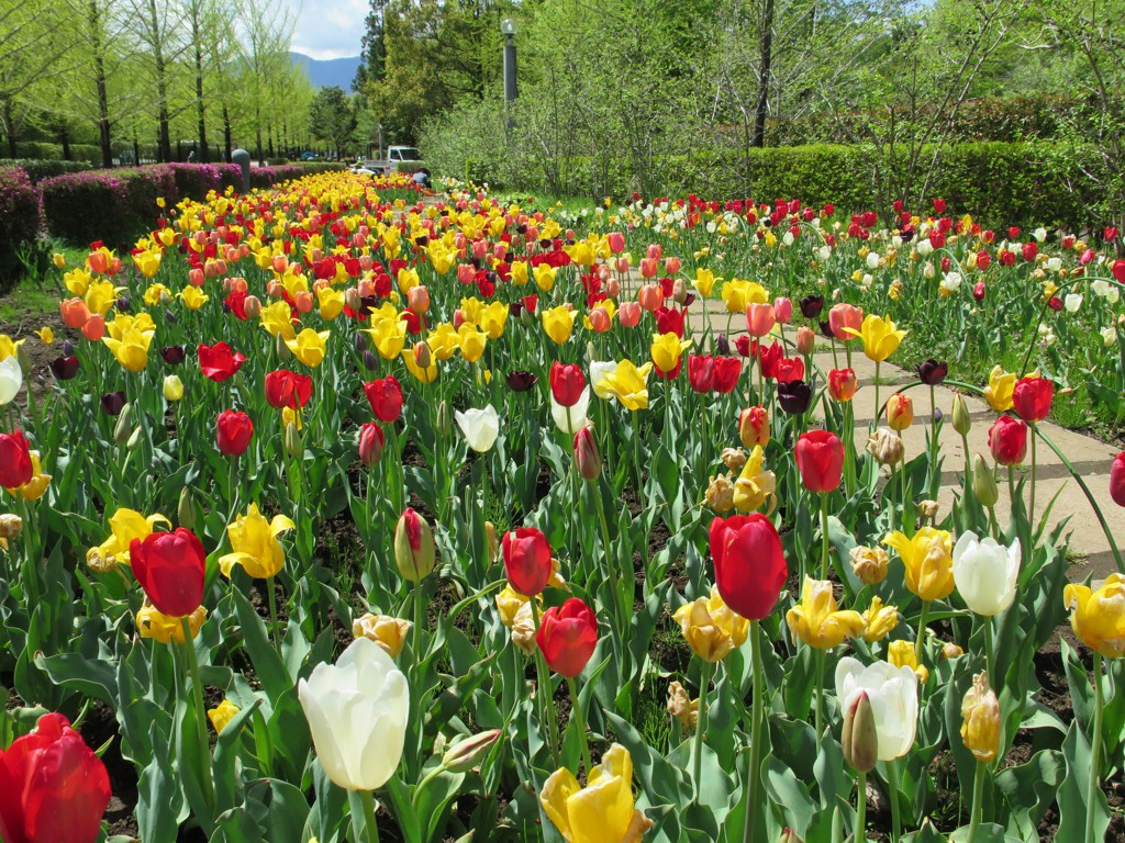 チューリップ開花状況 ４月２２日　満開