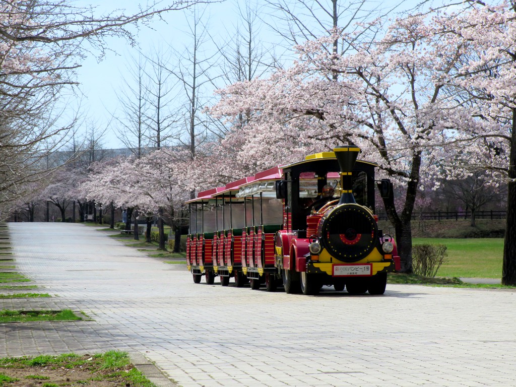 桜の開花状況　4月1日（晴）４分