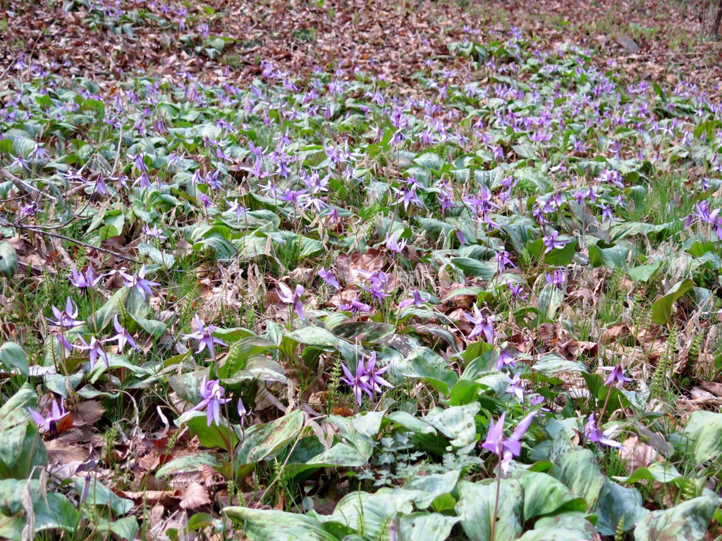 カタクリの開花状況　４月１日（曇り）満開