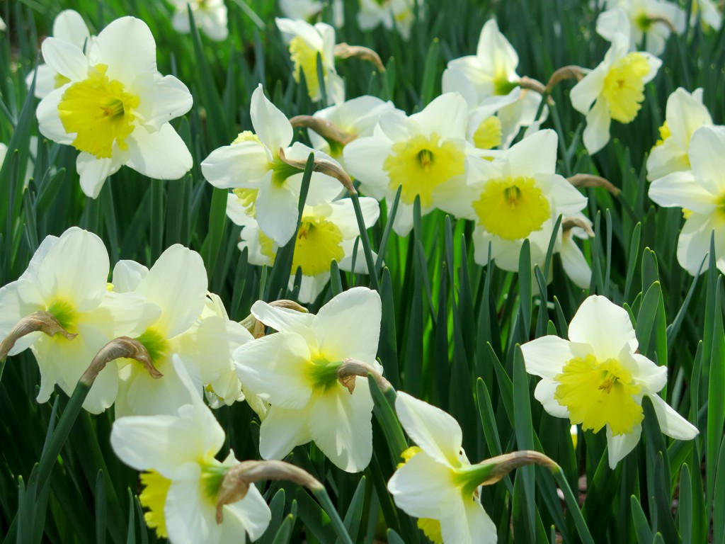 スイセンの開花状況　４月１日（２～３分）