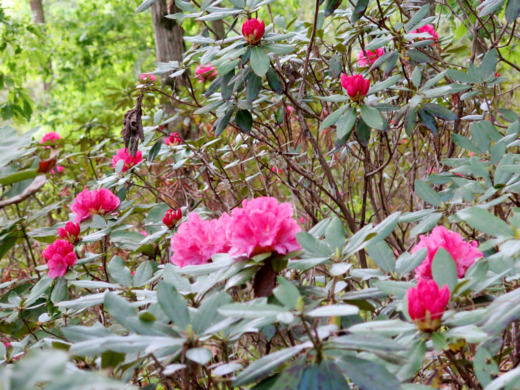 シャクナゲの開花状況　５月２日（３分咲き）