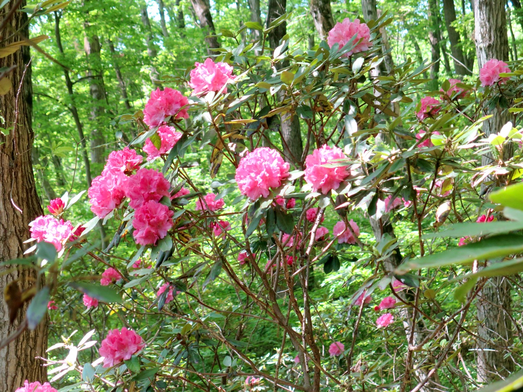 シャクナゲの開花状況　５月５日（見頃）