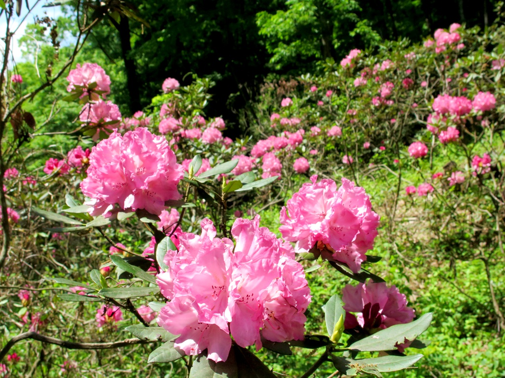 シャクナゲの開花状況　５月7日（見頃）