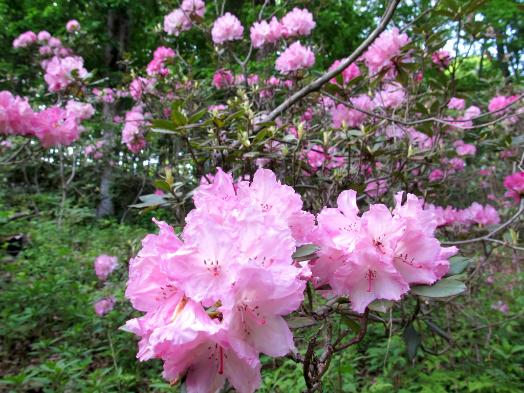 シャクナゲの開花状況　５月１０日（見頃）