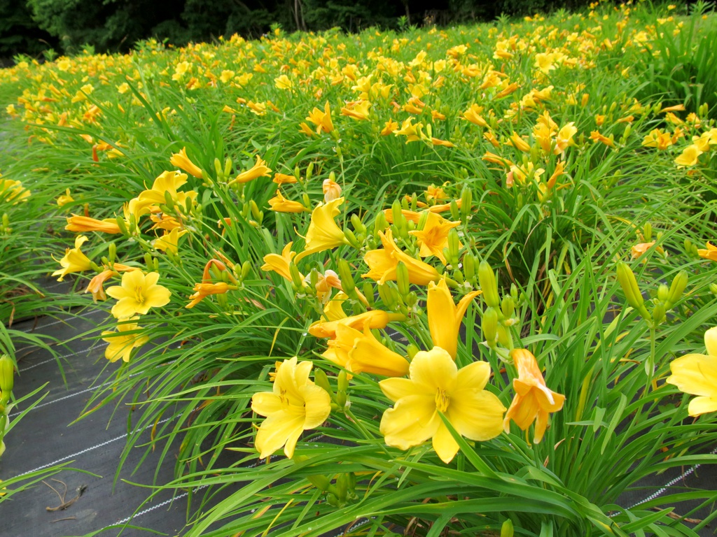 ヘメロカリス開花情報　6月9日　早咲きが3部