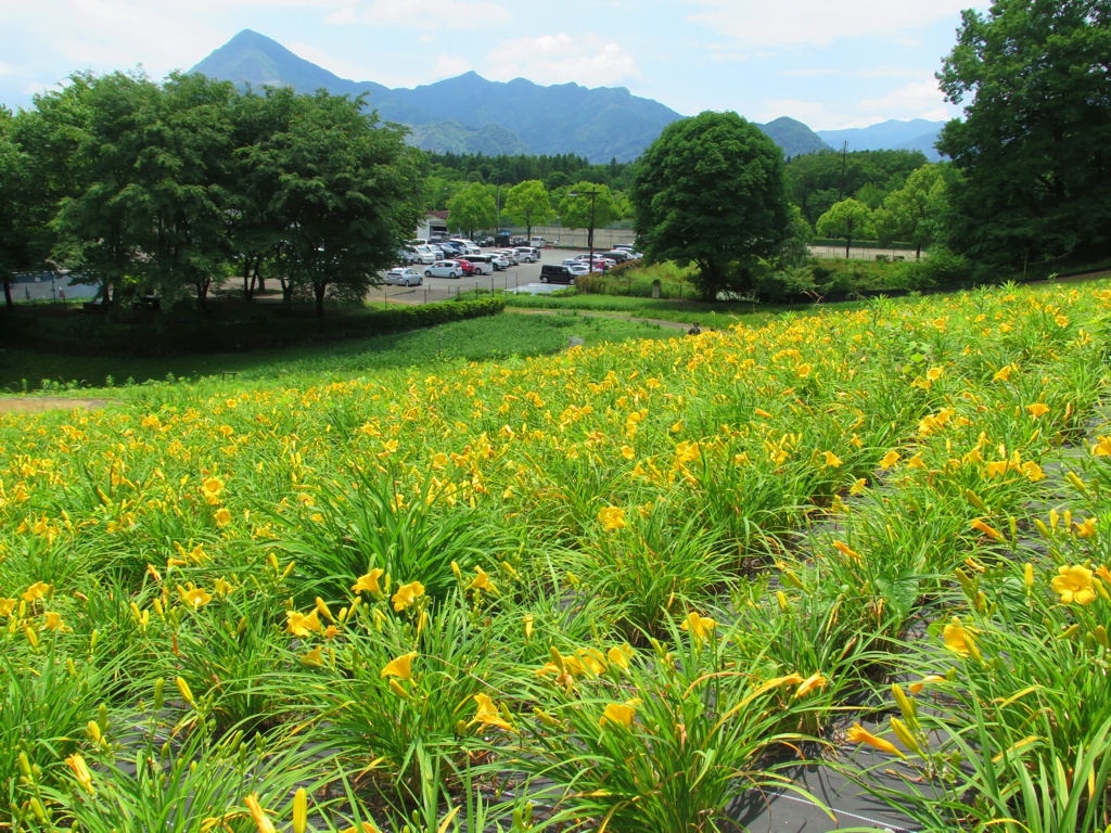 ヘメロカリス開花情報　6月12日　早咲きが5分