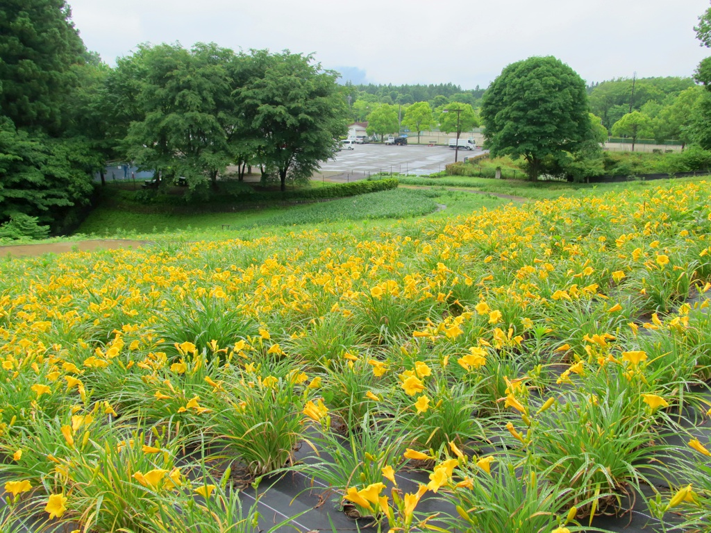 ヘメロカリス開花情報　6月14日　早咲きが6分