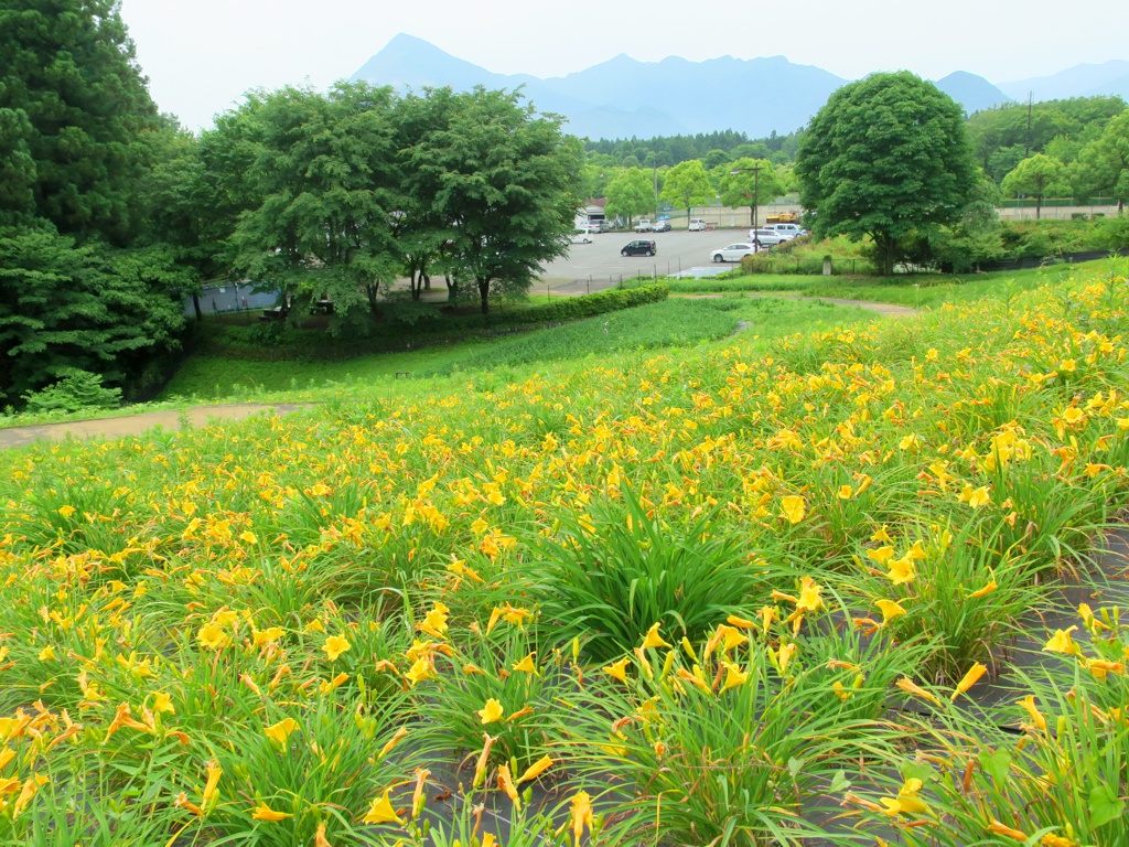 ヘメロカリス開花情報　6月17日　早咲きが８割開花