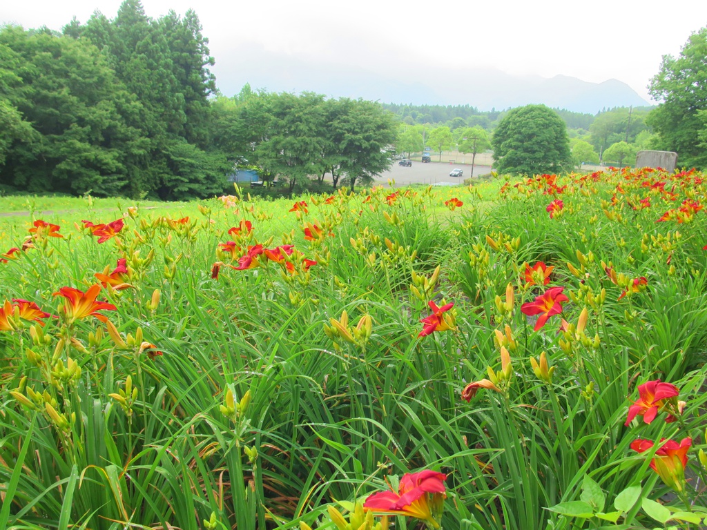 ヘメロカリス開花情報　6月22日　早咲きが終盤です