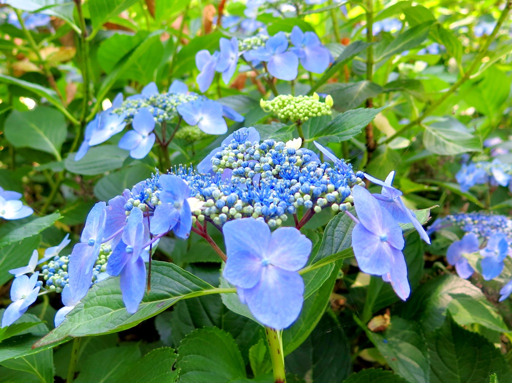 アジサイ開花情報　6月25日　3分咲きです