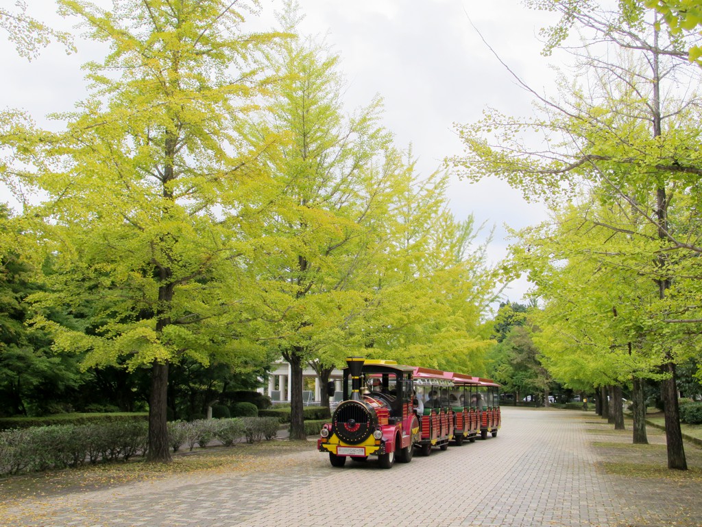 イチョウ並木紅葉情報　10月9日（日）現在