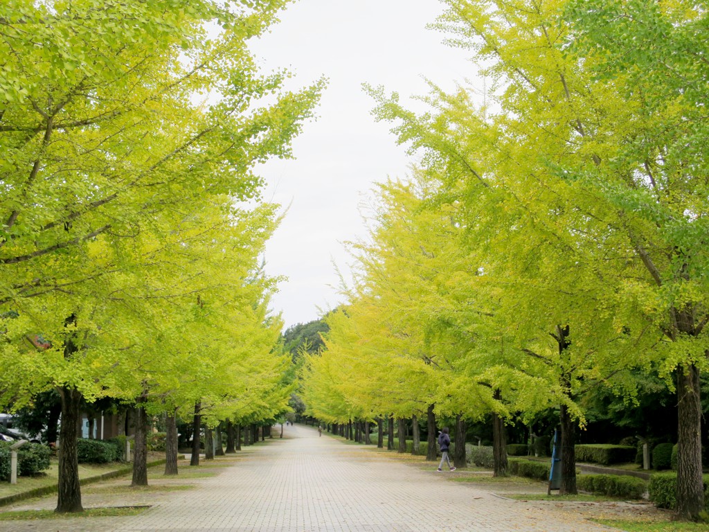 イチョウ並木紅葉情報　10月12日（水）現在