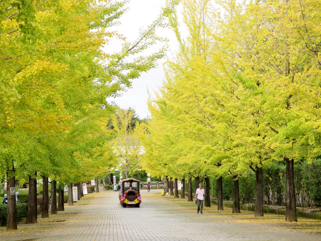 イチョウ並木紅葉情報　10月14日（金）現在