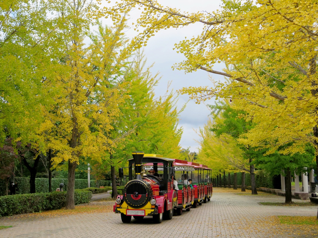 イチョウ並木紅葉情報　10月16日（日）現在