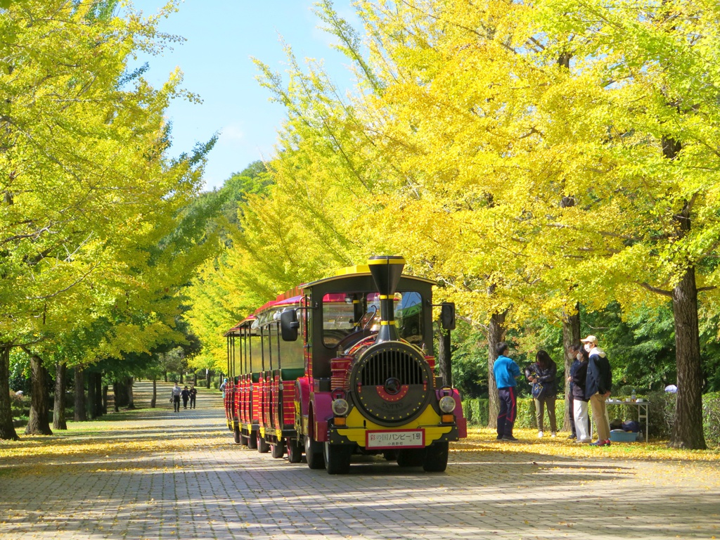 イチョウ並木紅葉情報　10月19日（水）現在