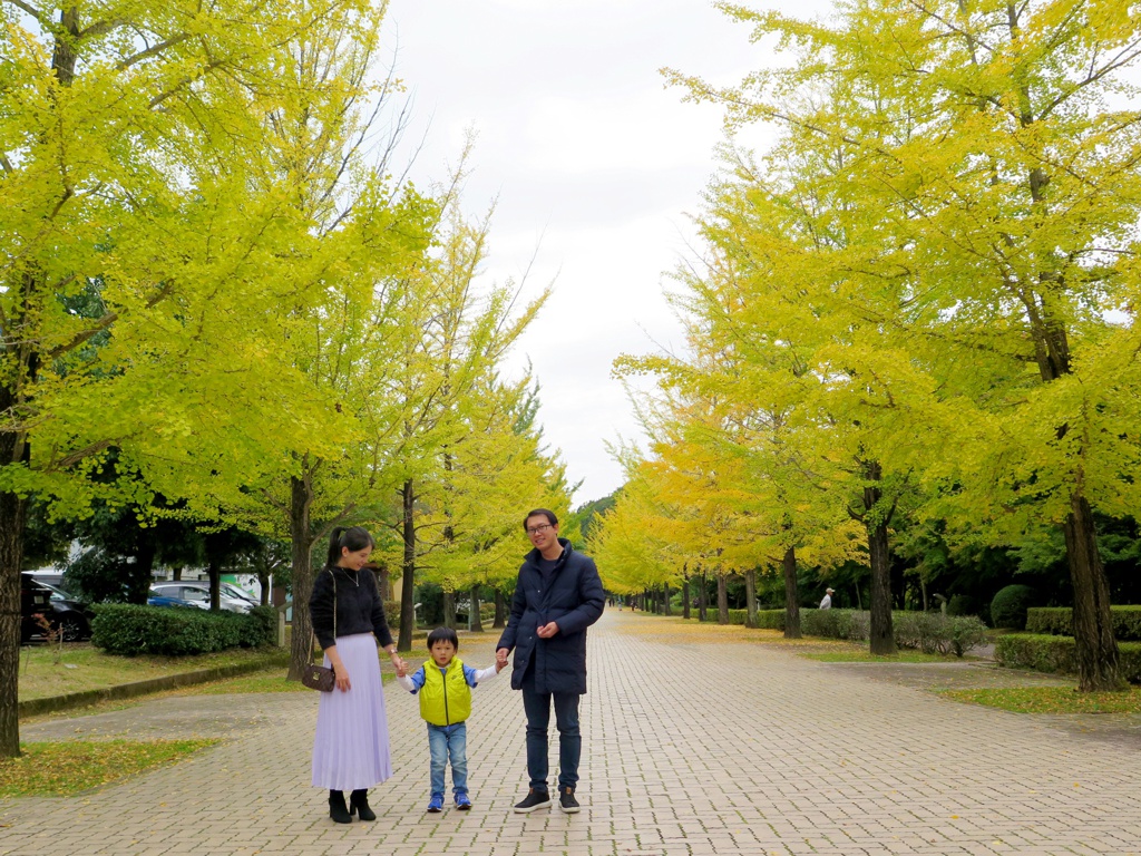 イチョウ並木紅葉情報　10月22日（土）現在