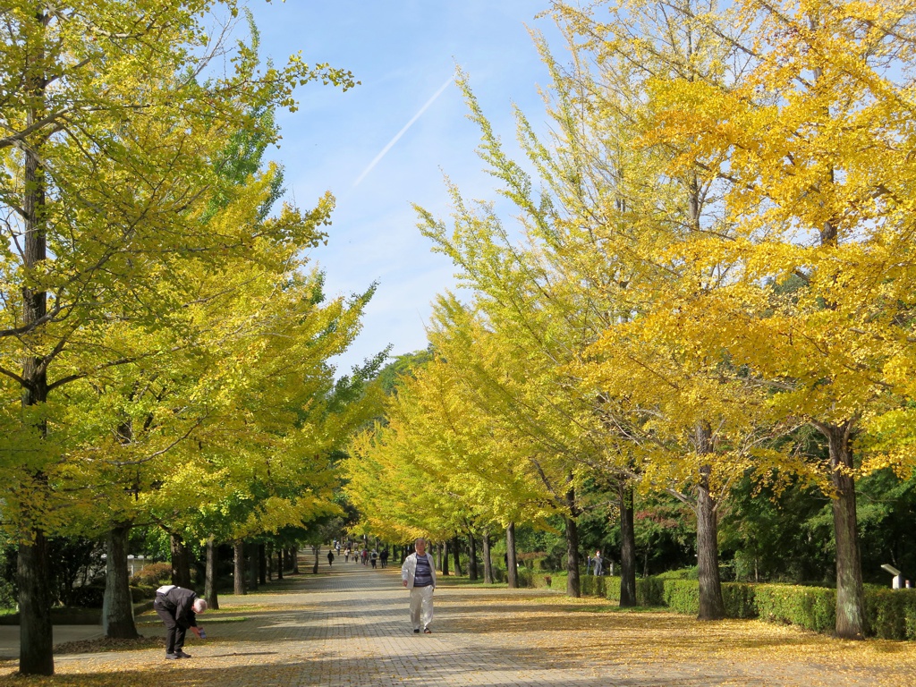 イチョウ並木紅葉情報　10月23日（日）現在