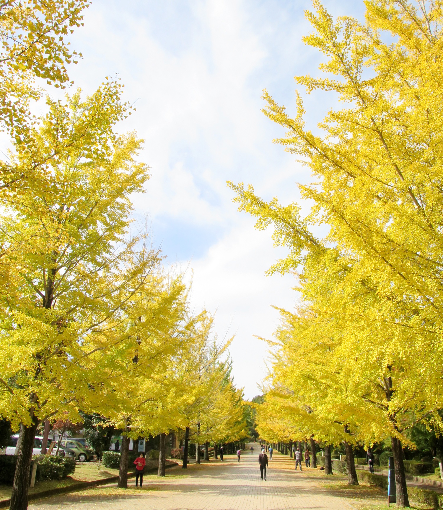 イチョウ並木紅葉情報　10月27日（木）現在