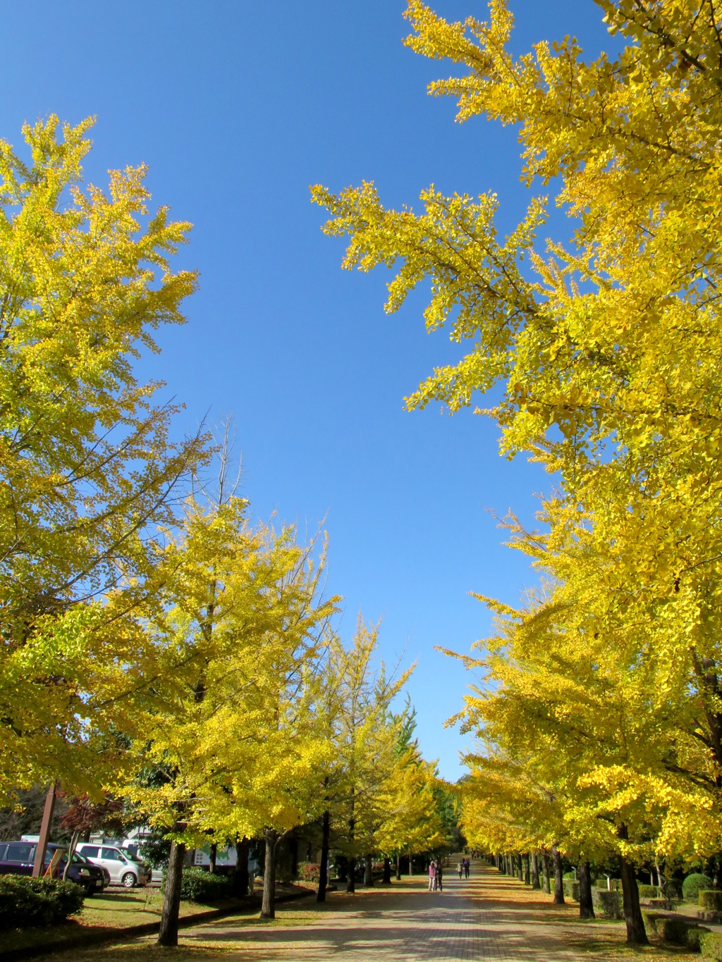 イチョウ並木紅葉情報　10月28日（金）現在