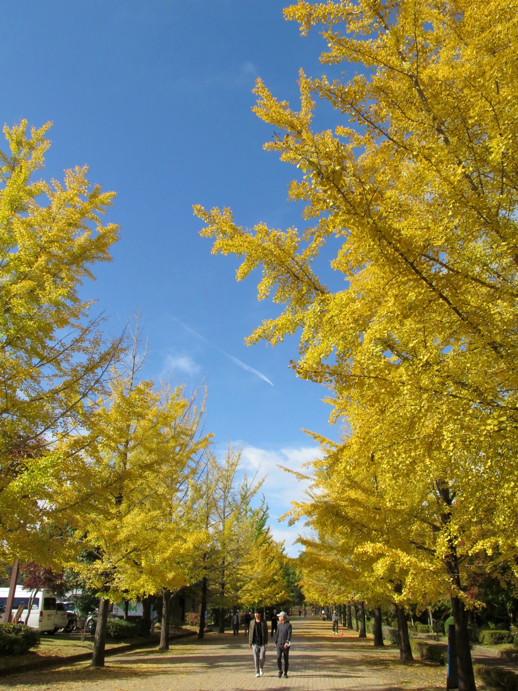 イチョウ並木紅葉情報　10月30日（日）現在