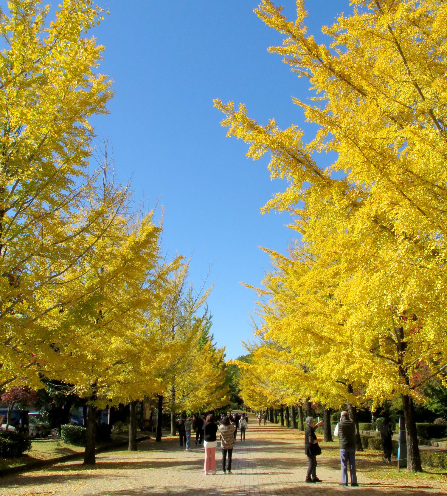 イチョウ並木紅葉情報　10月31日（月）現在