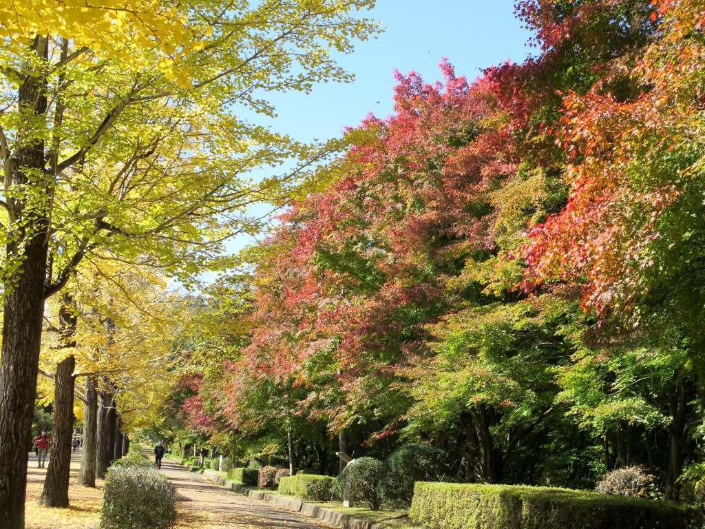 モミジ紅葉情報　10月31日（月）現在 色づき始め