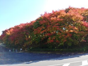 11月5日