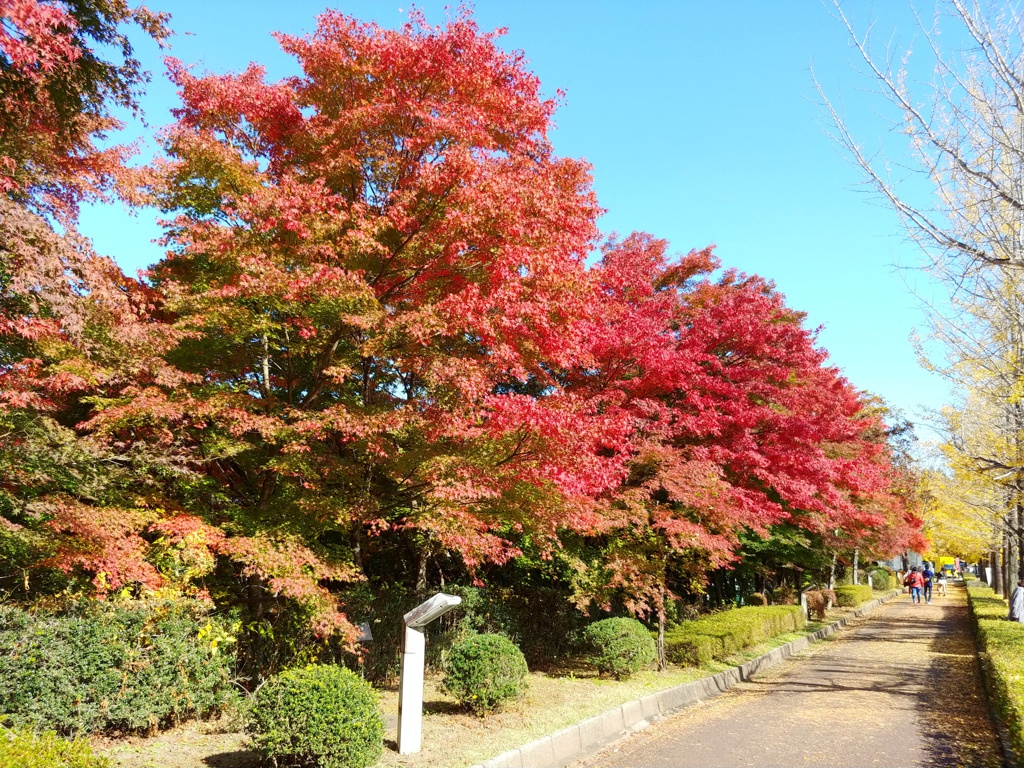 モミジ紅葉情報　11月５日（土）現在 色づき始め