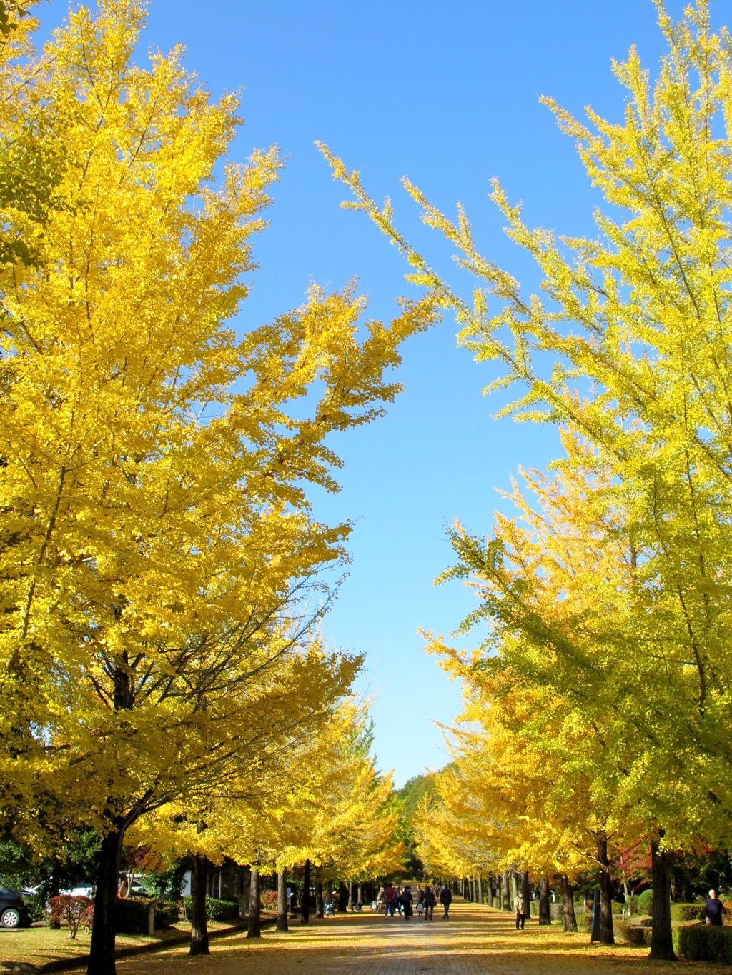 イチョウ並木紅葉情報　11月3日（木）現在