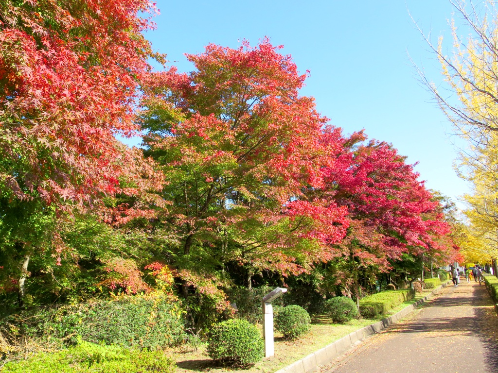 モミジ紅葉情報　11月3日（木）現在 色づき始め